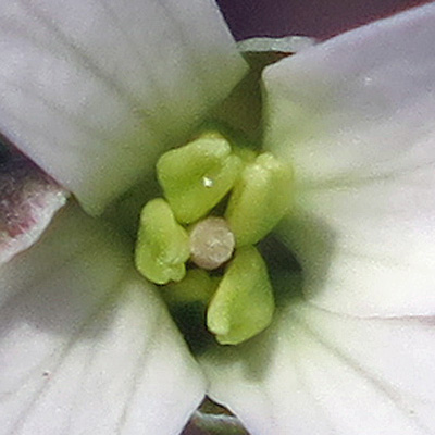 Cardamine angustata - slender toothwort - flower - close up