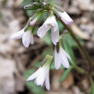 Cardamine angustata - Slender Toothwort