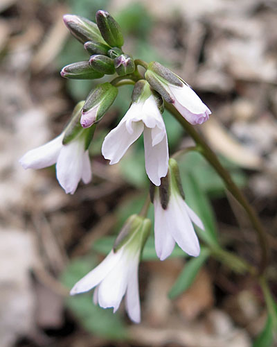 Cardamine angustata - slender toothwort - inflorescence