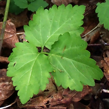Cardamine diphylla - Broadleaf toothwort - Rhizomal leaves