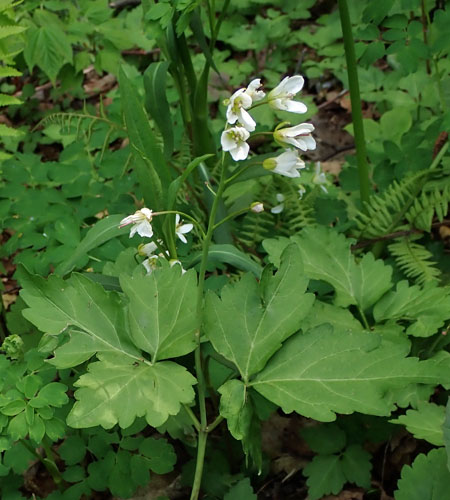 Cardamine diphylla - Broadleaf toothwort - cauline  stem leaves