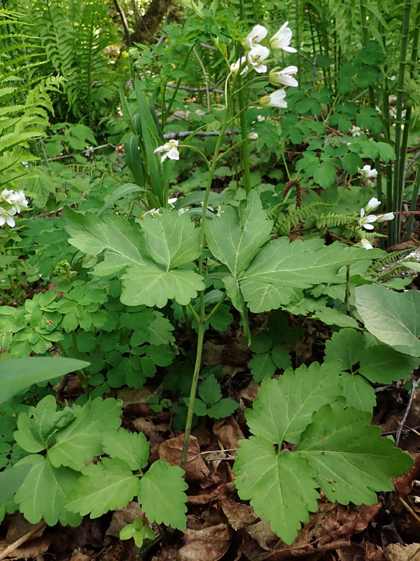 Cardamine diphylla - Broadleaf toothwort - plant
