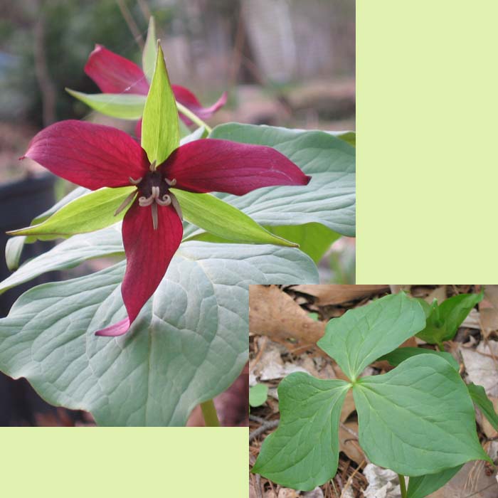 Red Trillium