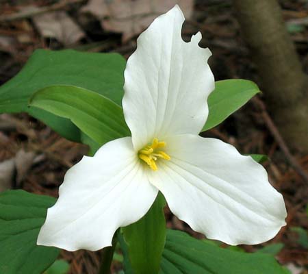 Trillium grandiflorum (White Trillium)