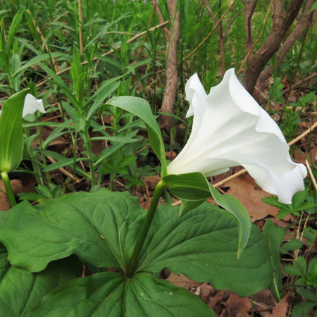 Great White Trillium, Trillium grandiflorum, flower, sideview