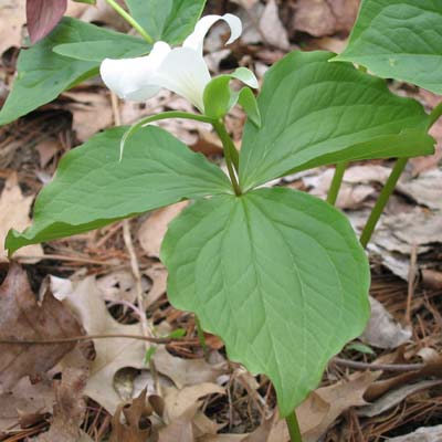 Trillium grandiflorum (White Trillium)