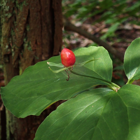 Painted Trillium, Trillium undulatum, fruit