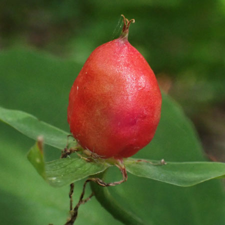 Painted Trillium, Trillium undulatum, fruit