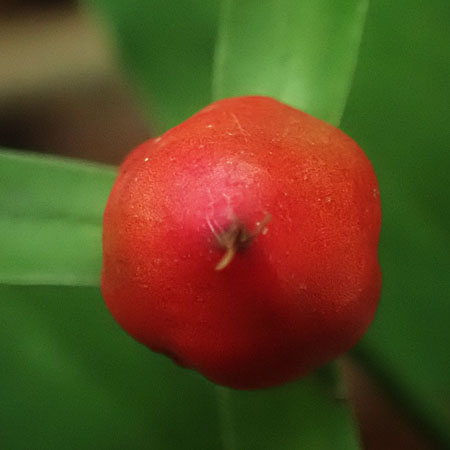 Painted Trillium, Trillium undulatum, fruit