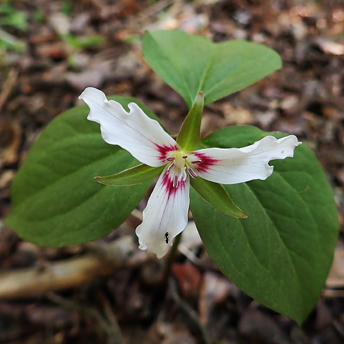 Painted Trillium - Trillium undulatum - flower
