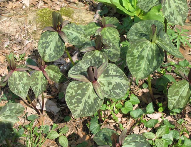 Trillium sessile(Toad Trillium)