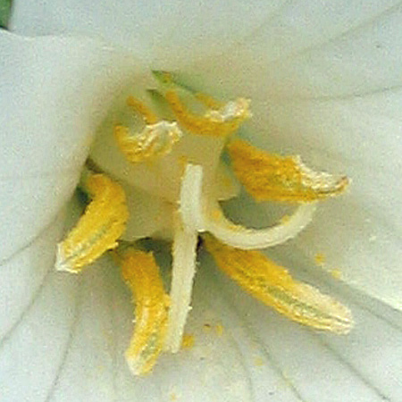 Great White Trillium, Trillium grandiflorum, flower: 6 lobed ovary
