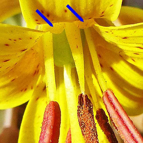 Erythronium americanum - Trout Lily  - flower front close up