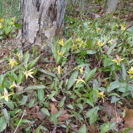 Erythronium americanum - Trout Lily  - fruit