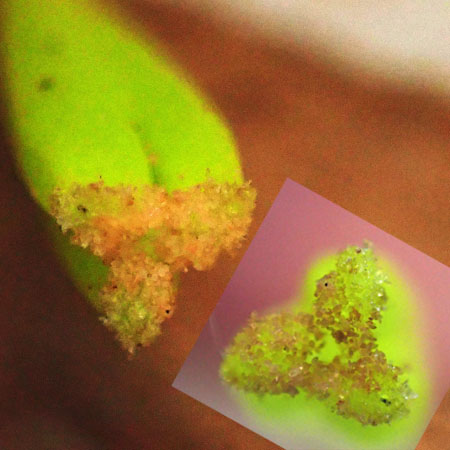 Erythronium americanum - Trout Lily  - flower anther close up