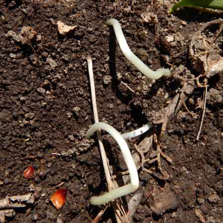 Erythronium americanum - Trout Lily  - fruit