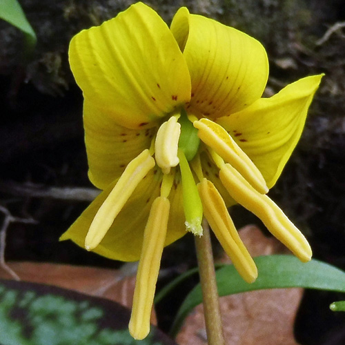 Erythronium americanum - Trout Lily  - flower 