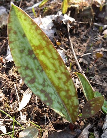 Erythronium americanum - Trout Lily  - fruit