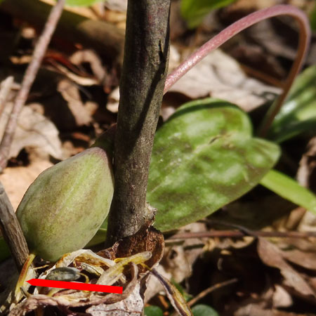 Erythronium americanum - Trout Lily  - fruit