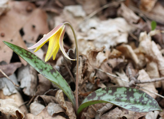 Erythronium americanum - Trout Lily  - fruit