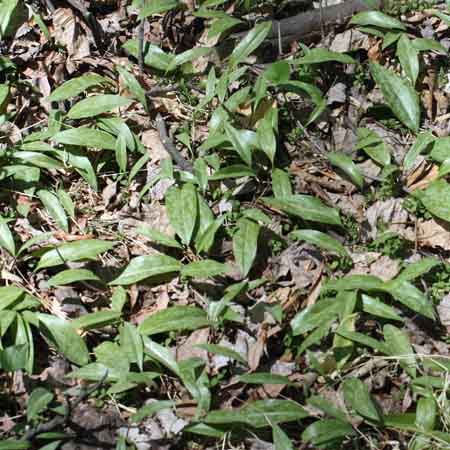 Erythronium americanum - Trout Lily  - fruit