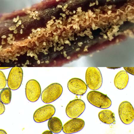 Erythronium americanum - Trout Lily  - flower anther close up