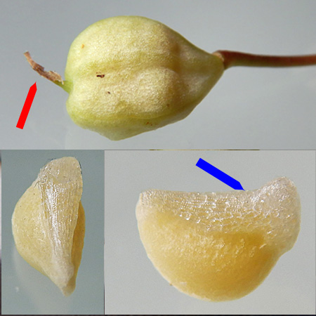 Erythronium americanum - Trout Lily  - fruit