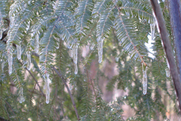 Tsuga canadensis (Canada Hemlock)