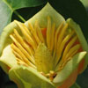 <i>Liriodendron tulipifera</i> ( Tulip tree ) - A closer look inside.