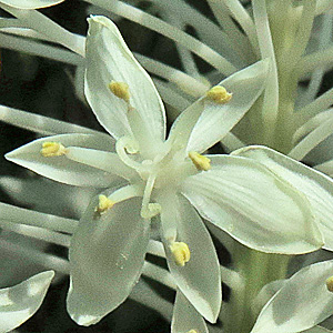 Xerophyllum asphodeloides - Turkeybeard - Flower showing stamens and recurved stigmas