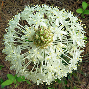 Xerophyllum asphodeloides - Turkeybeard - Top view 