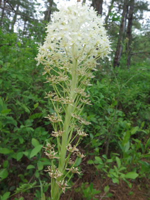 Xerophyllum asphodeloide - Turkeybeard -  inflorescence  - lower flowers finished