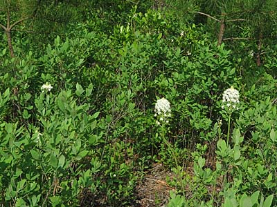 Xerophyllum asphodeloides - Turkeybeard - Habitat