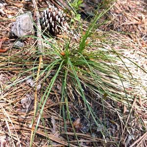 Xerophyllum asphodeloides - Turkeybeard - Basal leaves