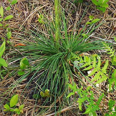 Xerophyllum asphodeloides - Turkeybeard - Basal leaves 