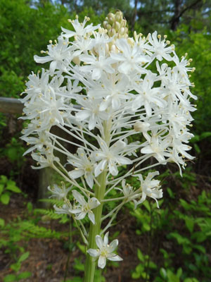 Xerophyllum asphodeloide - Turkeybeard -  inflorescence  - flowers almost fully open