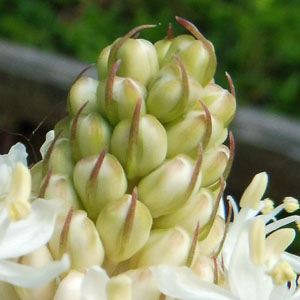Xerophyllum asphodeloides - Turkeybeard - Flower buds