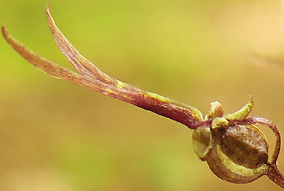 Listera australis - Southern twadeblade - fruit