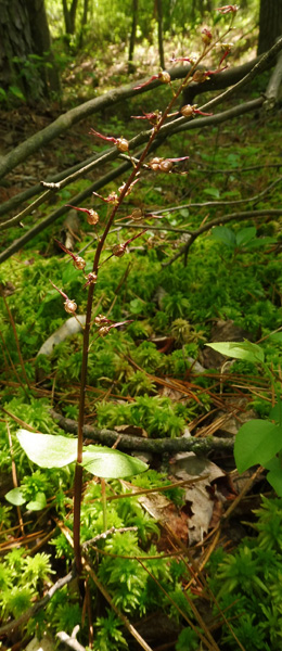 Listera australis - Southern twadeblade - Plant