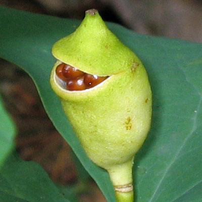 Jeffersonia diphylla - Twinleaf - Fruit, Shiny brown seeds