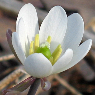 Twinleaf - Jeffersonia diphylla