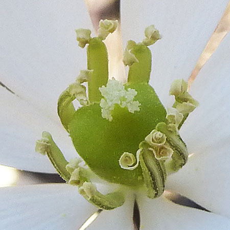 Jeffersonia diphylla, Twinleaf - flower, close up, rolled anther flaps