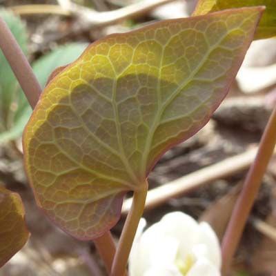 Jeffersonia diphylla, Twinleaf, Leaf, underside