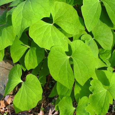 Jeffersonia diphylla, Twinleaf, Leaf