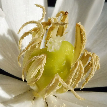 Jeffersonia diphylla, Twinleaf - flower, close up, anther flaps