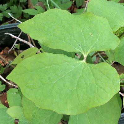 Jeffersonia diphylla, Twinleaf, Leaf