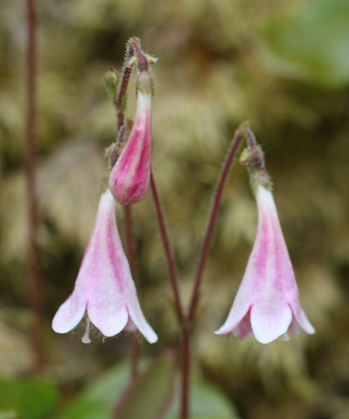 Linnaea borealis (Twinflower)