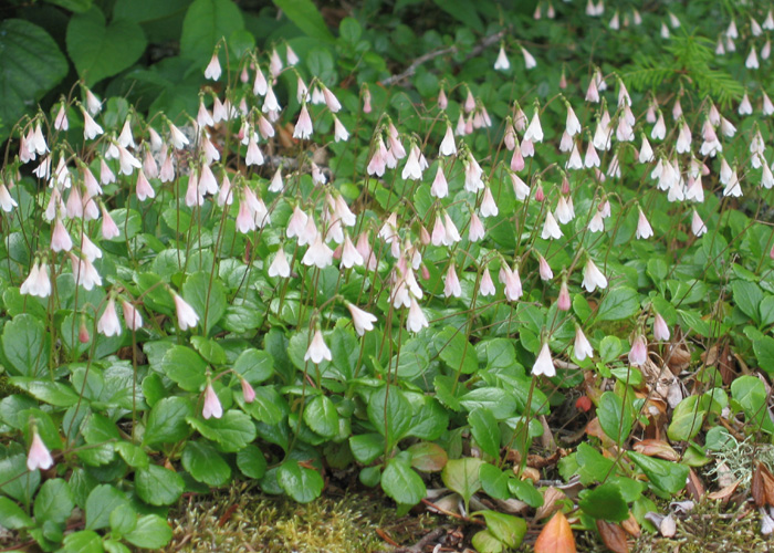 Linnaea borealis (Twinflower)