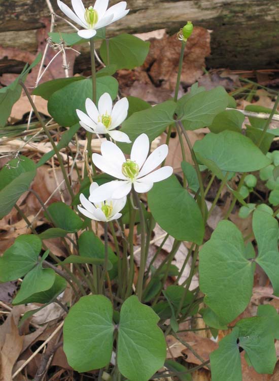 Jeffersonia diphylla - Twinleaf - plant