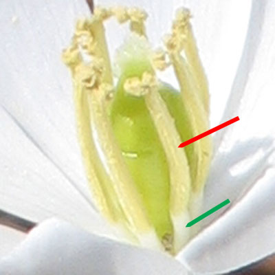 Jeffersonia diphylla, Twinleaf - flower, stamen, anther, filament